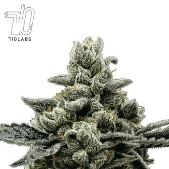 Randy Watzon #13 - Flower